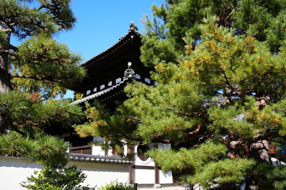 Beautiful Tōfuku-ji Temple surrounded by lush pine trees on a sunny day in Kyoto, Japan.
